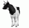 cow_animated.gif