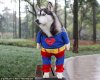 superman-costume-dog-01.jpg